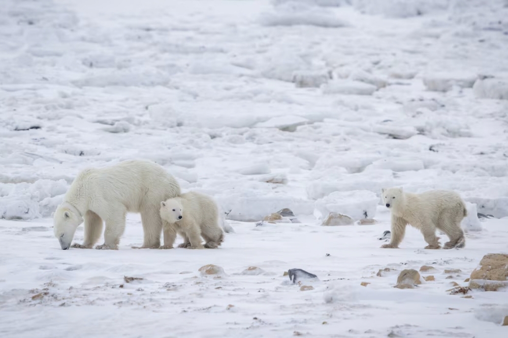 حتى الدببة تتبنى دياسم غيرها 
